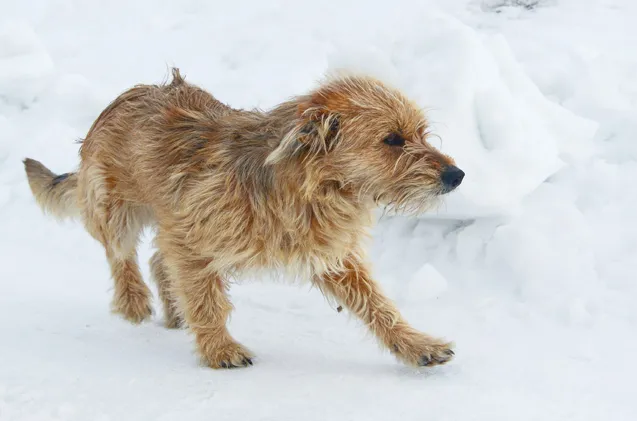 Bosnian Coarse-haired Hound